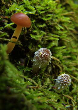 Image de Psathyrella