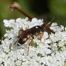 Ichneumon sarcitorius Linnaeus 1758 resmi