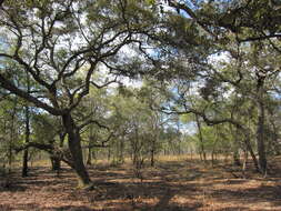 Imagem de Quercus geminata Small