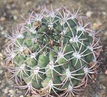 Plancia ëd Gymnocalycium saglionis (F. Cels) Britton & Rose