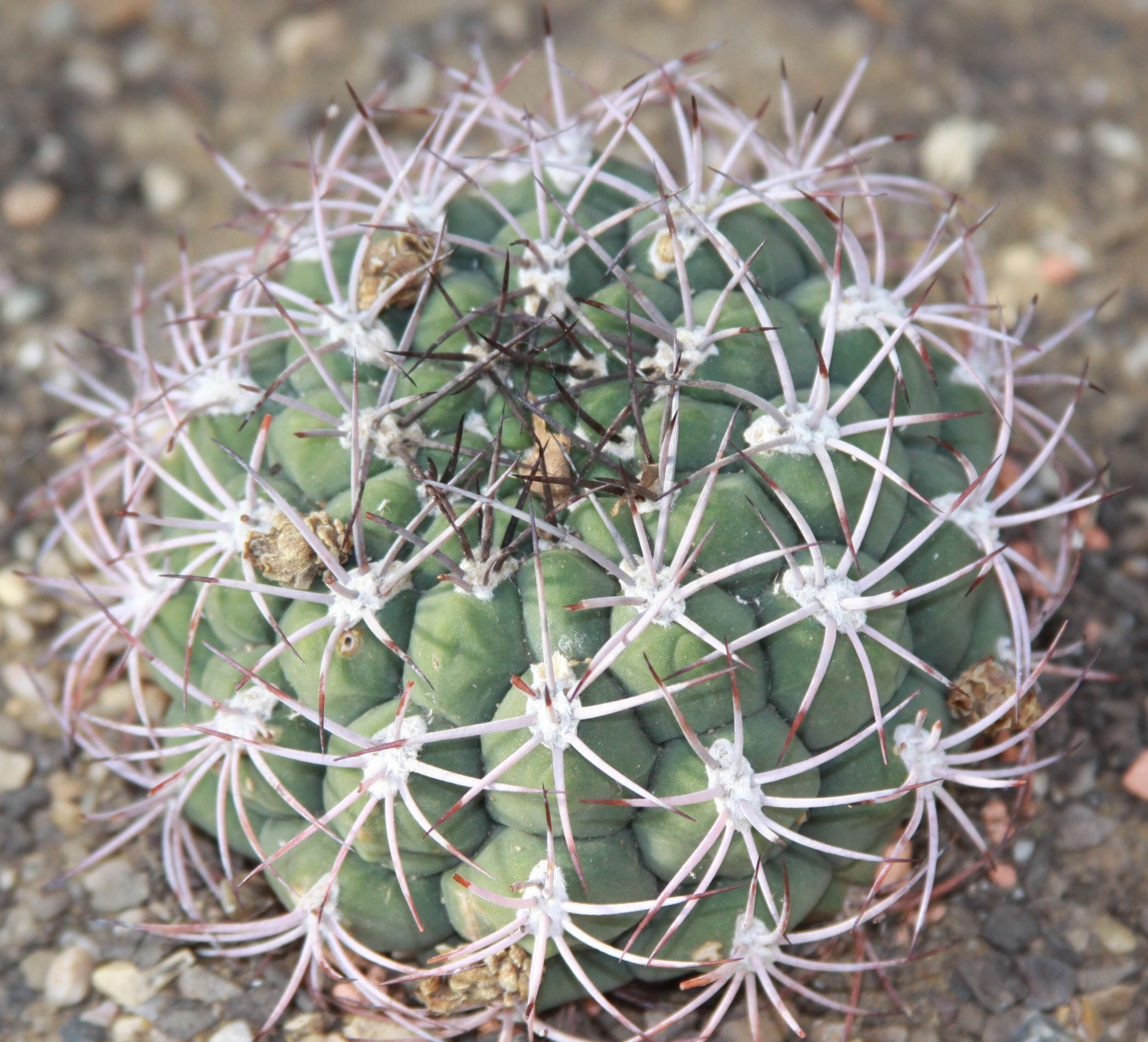 Image of Gymnocalycium saglionis (F. Cels) Britton & Rose