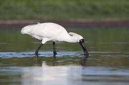 Image of Royal Spoonbill