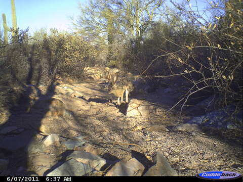 Image of Black-tailed Jackrabbit