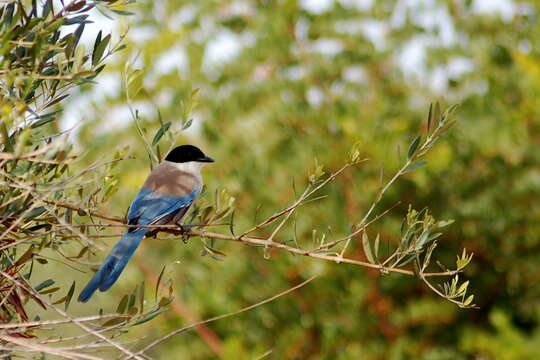 Image of Cyanopica Bonaparte 1850