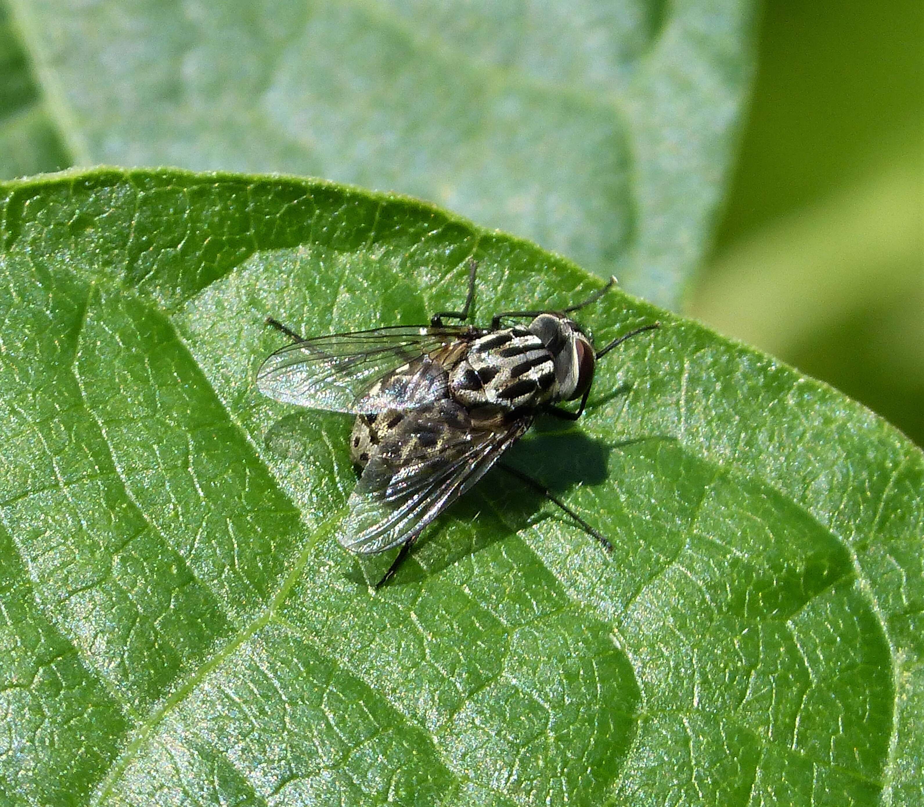 Sivun Graphomya maculata (Scopoli 1763) kuva