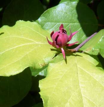 Image of eastern sweetshrub