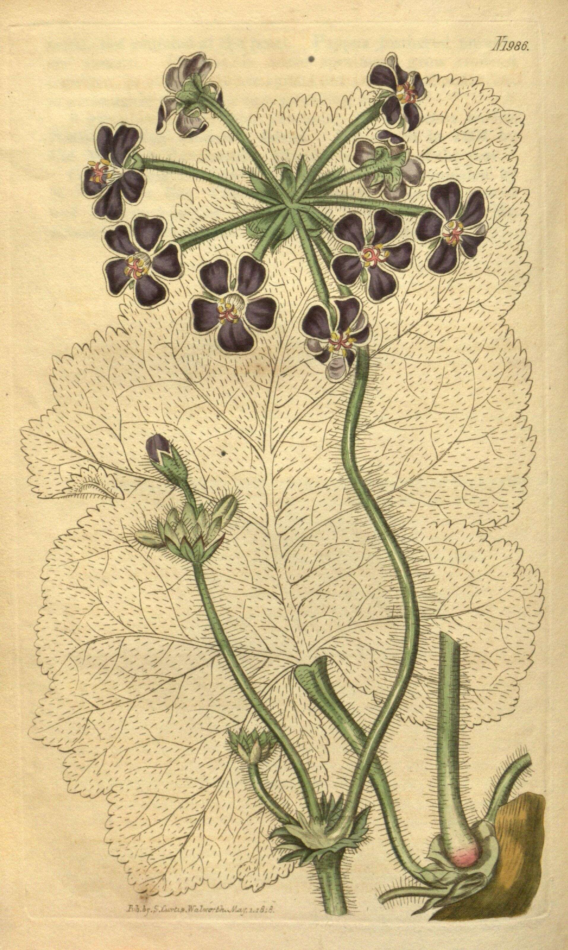 Image de Pelargonium lobatum (Burm. fil.) L'Her.