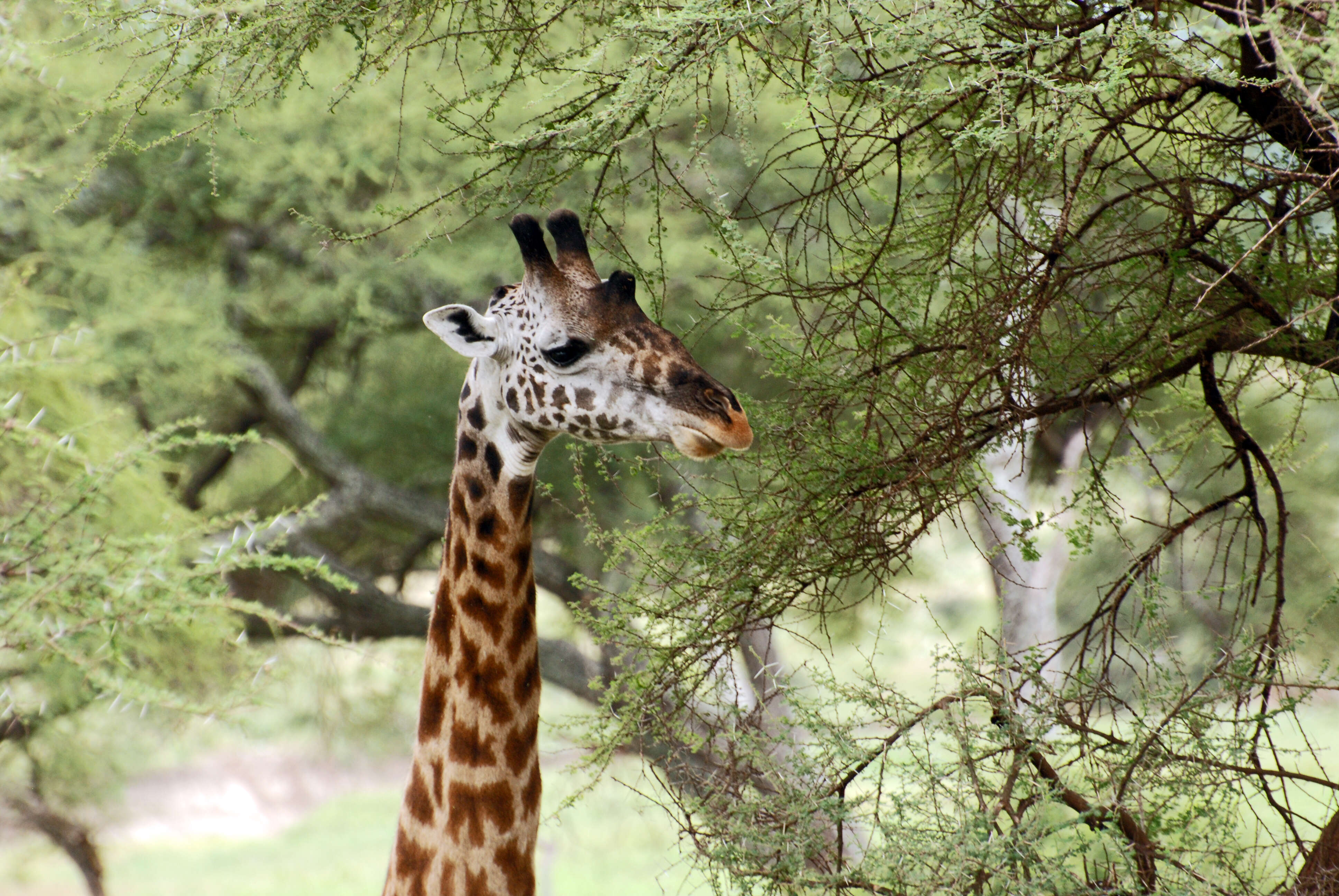 Image of Giraffes