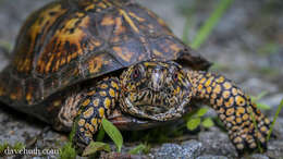 Image of box turtle