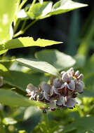 Image of groundnut