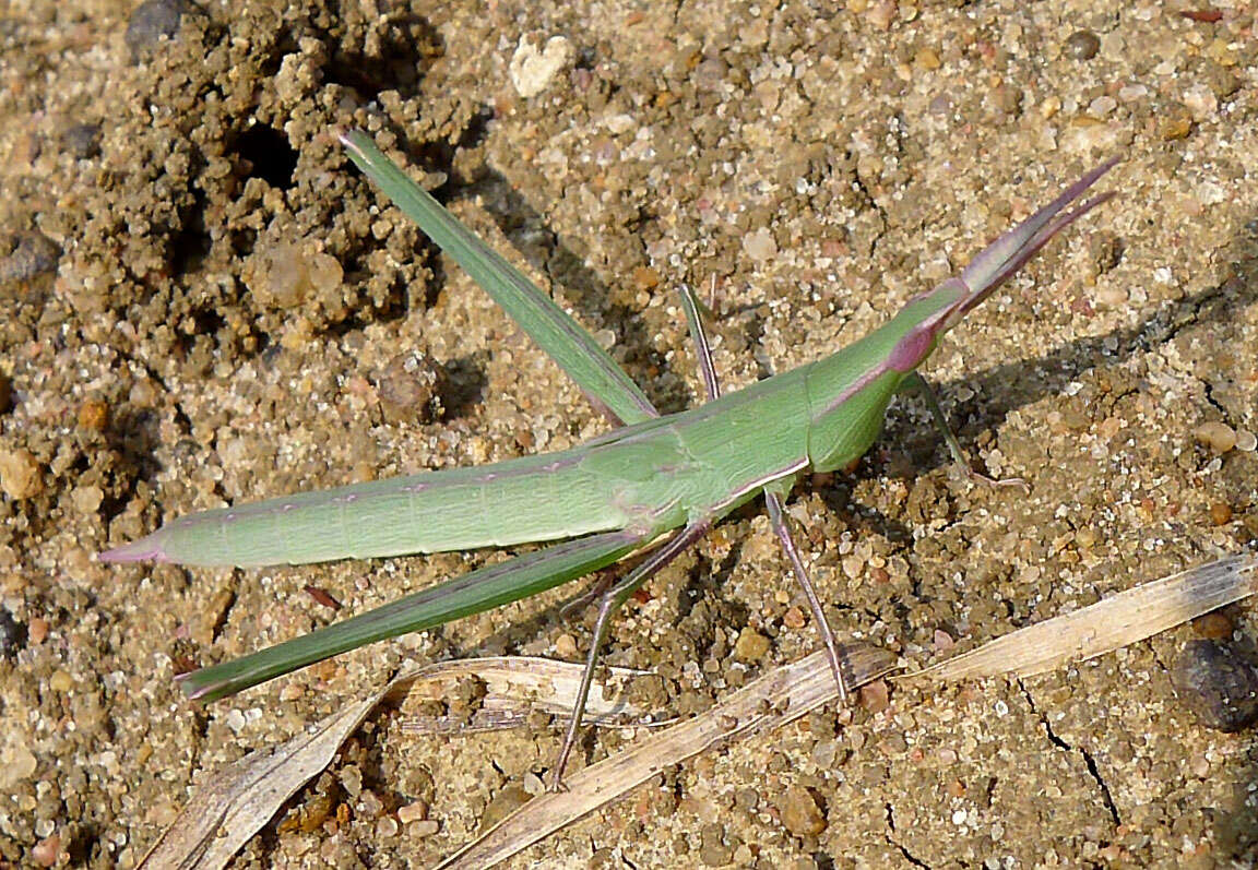 Image of Acrida exaltata (Walker & F. 1859)