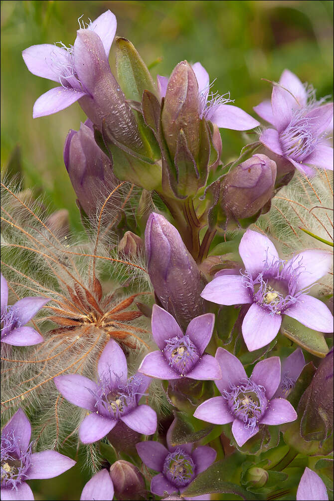 Image of Gentianella anisodonta (Borbás) A. & D. Löve