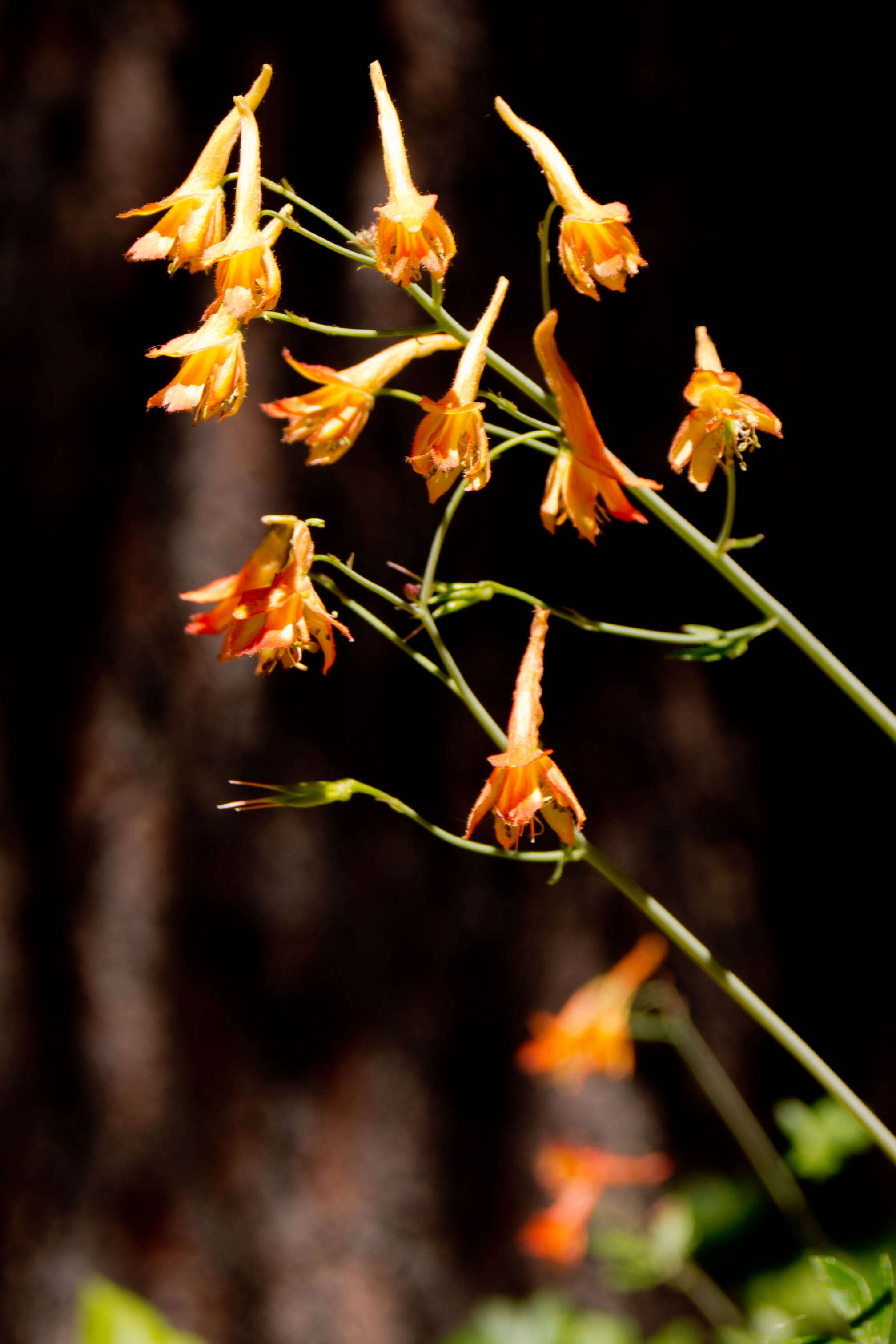 Image of red larkspur