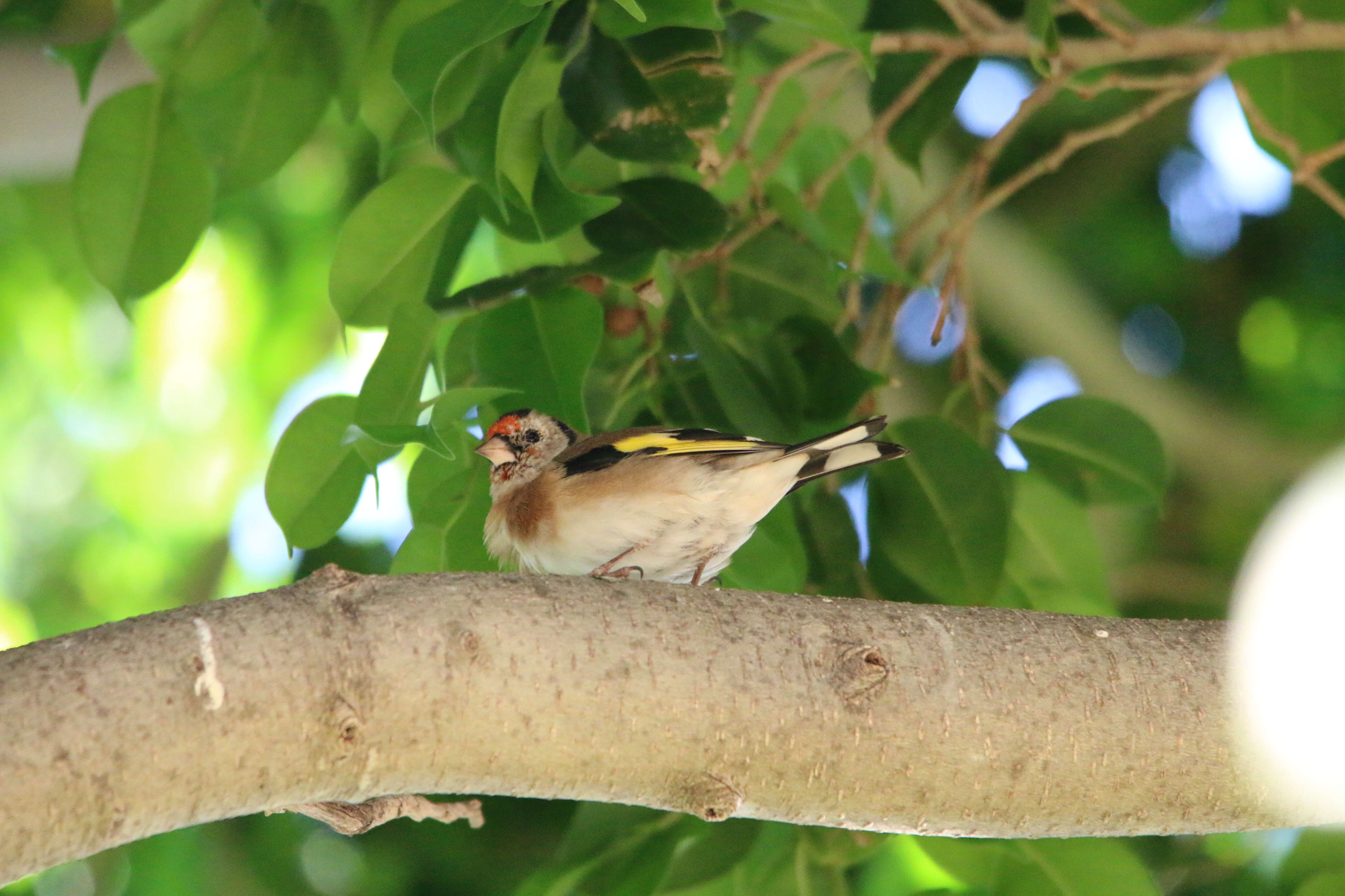 Image of Carduelis carduelis parva Tschusi 1901