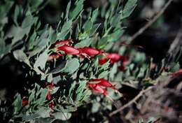 صورة Eremophila decipiens subsp. decipiens