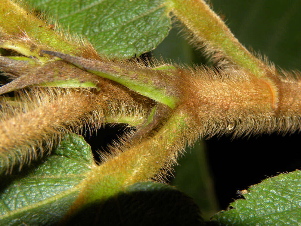 Image of Apeiba tibourbou Aubl.