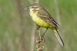 Image of Motacilla Linnaeus 1758