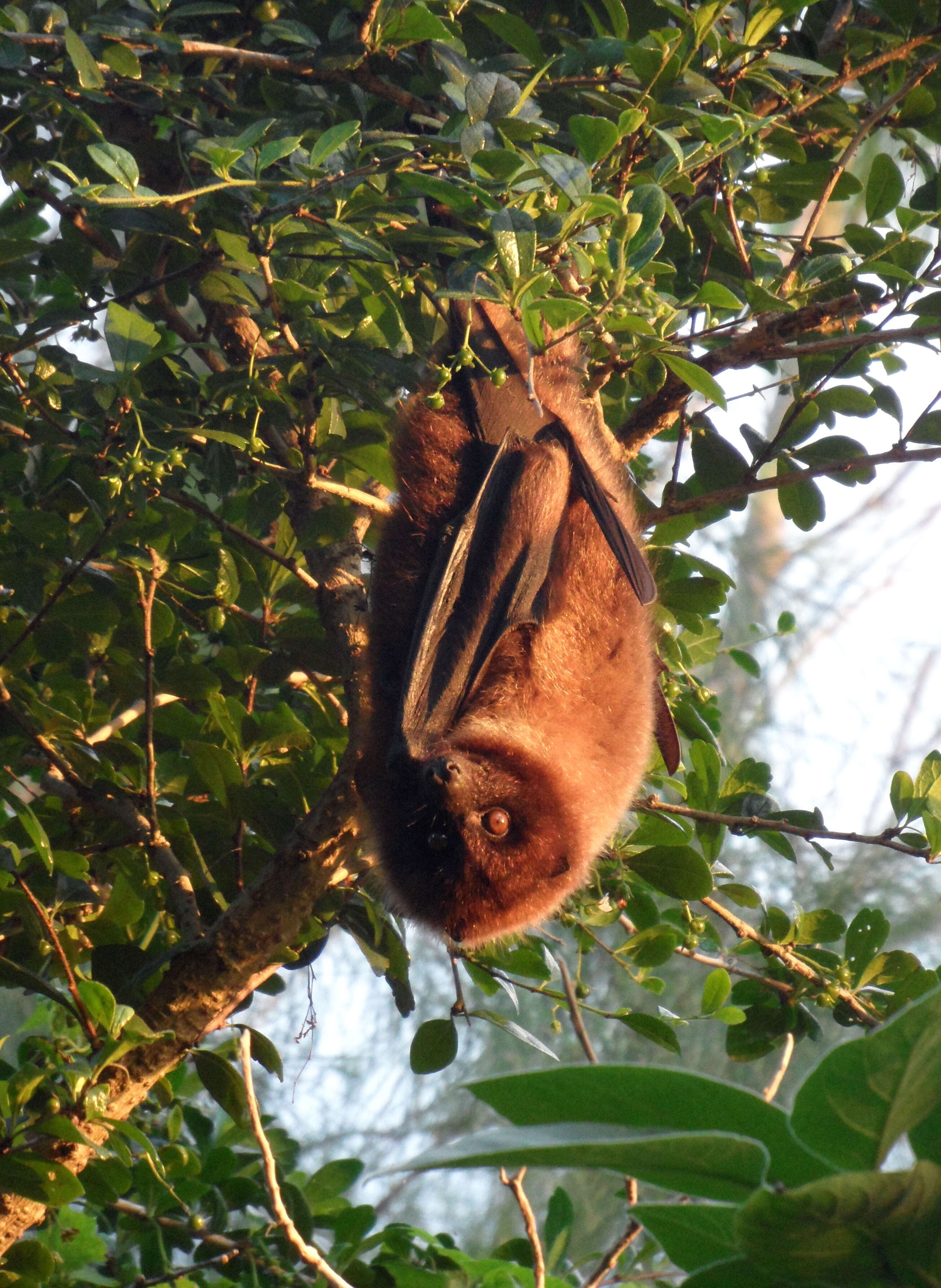 Image of Ryukyu Flying Fox