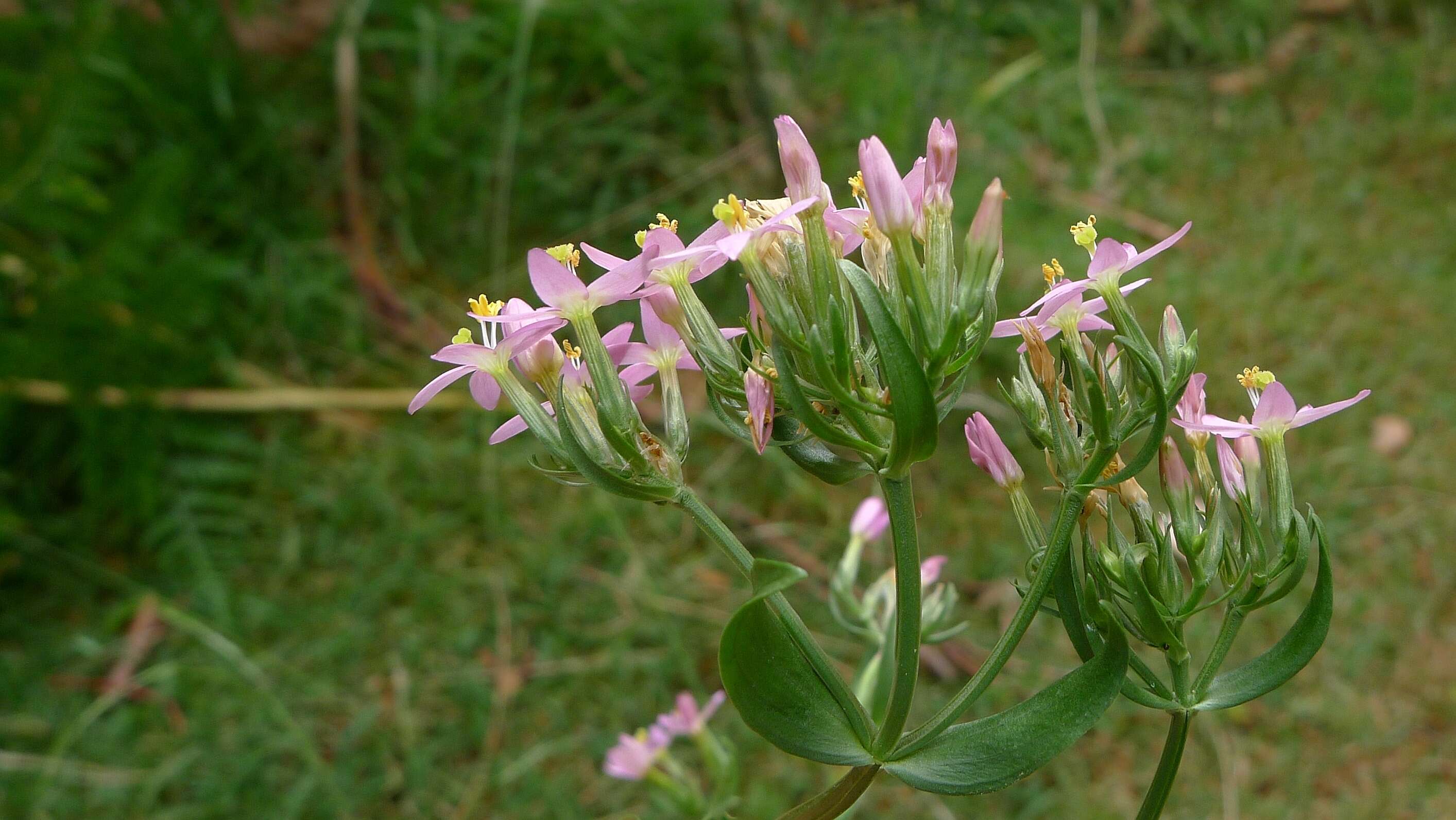 Image of Centaury