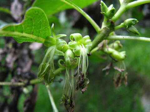 Image of woodland mirrorplant