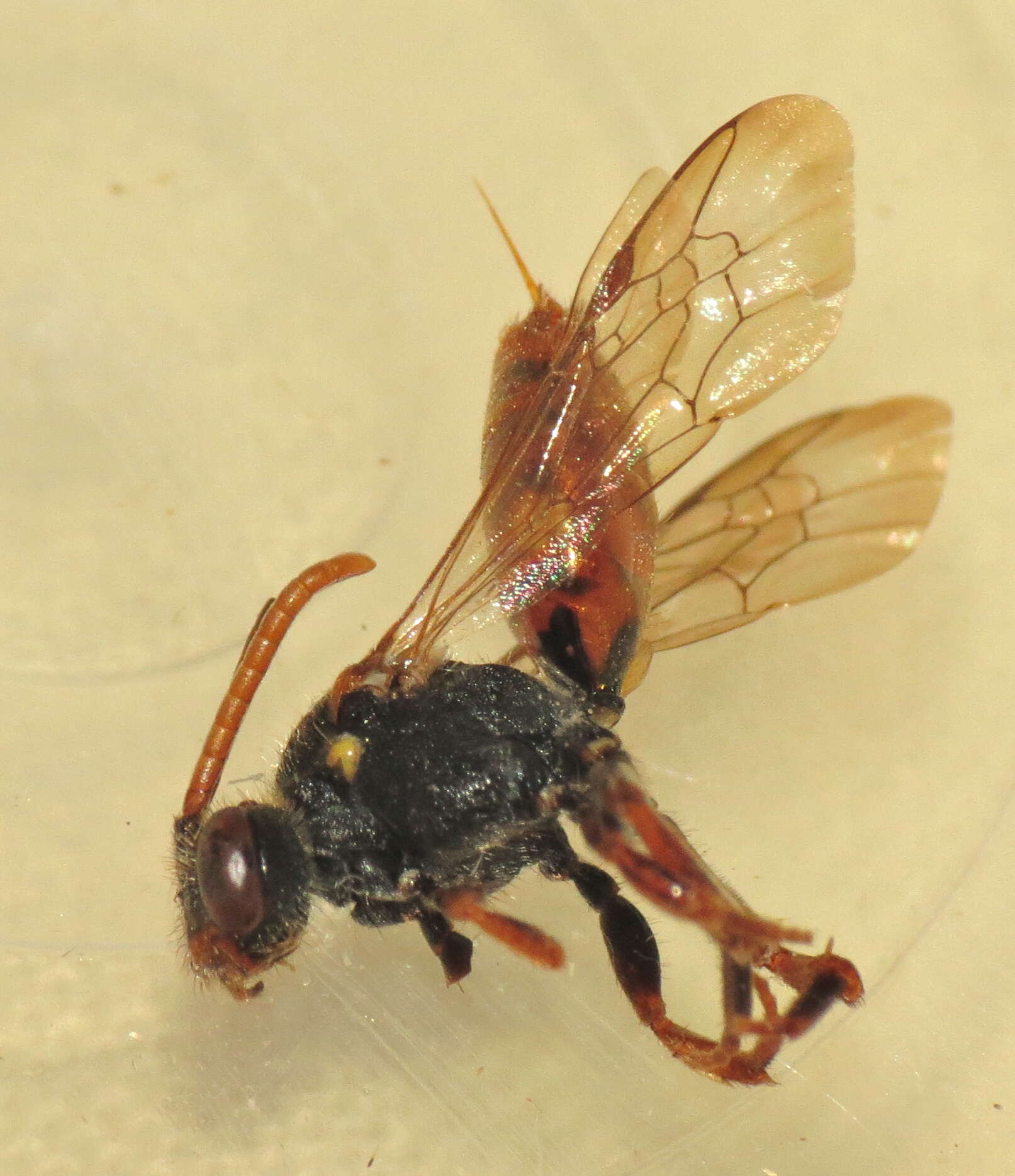 Image of cuckoo bee