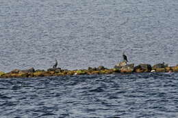 Image of Black Shag