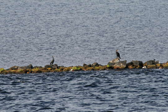 Image of Black Shag