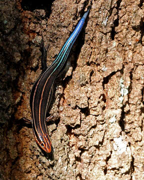 Image of skink