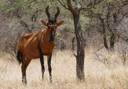 Image of Alcelaphus caama (É. Geoffroy Saint-Hilaire 1803)