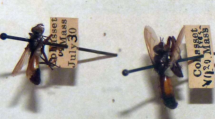 Image of Cylindromyia carolinae (Robineau-Desvoidy 1830)