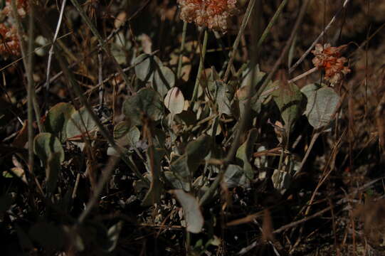 Image of cushion buckwheat