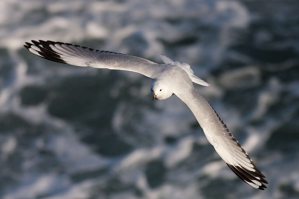 Image of Hooded gulls