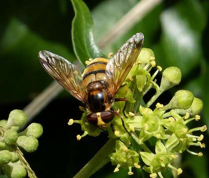 Image of lesser hornet hoverfly