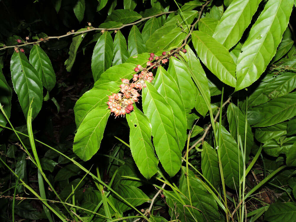 Image of Casearia commersoniana Cambess.