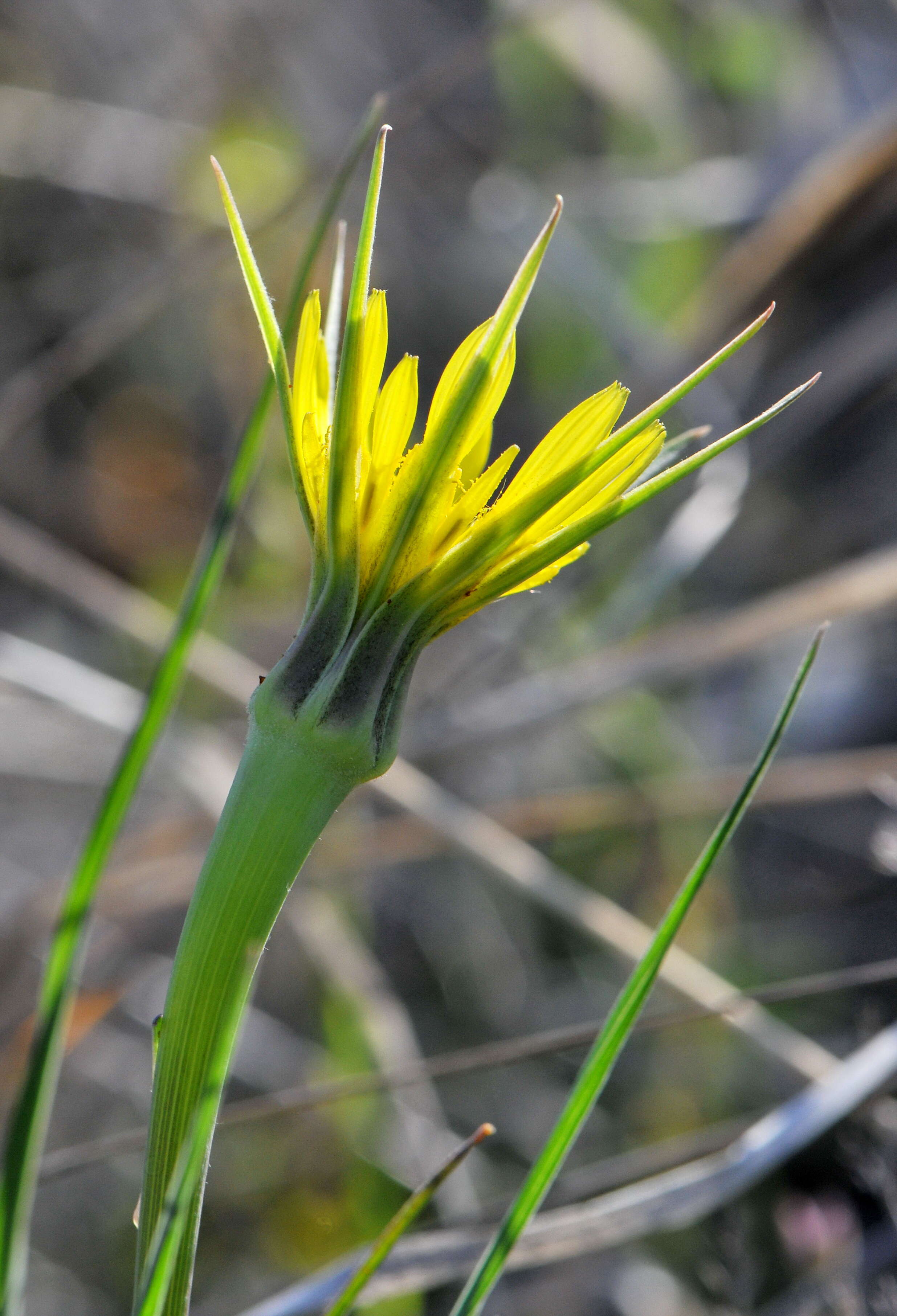 Слика од Tragopogon