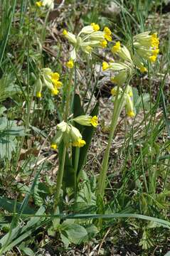 Image of cowslip