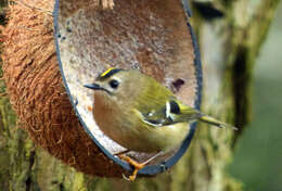 Image of goldcrests and kinglets