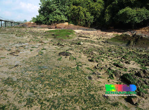 Image of Fern seagrass