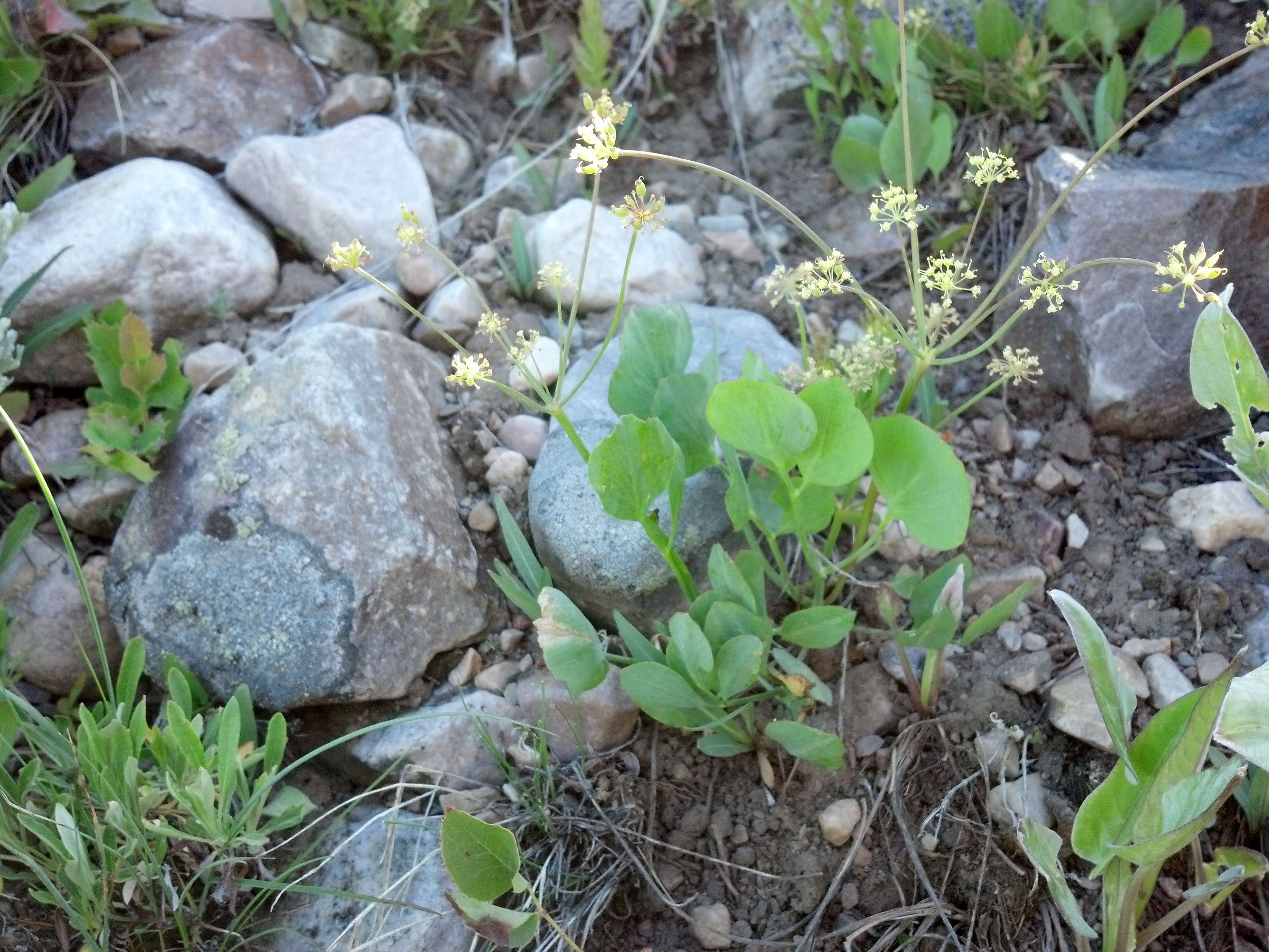 Imagem de Lomatium nudicaule (Pursh) Coult. & Rose