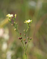 Image of Florida Yellow Flax
