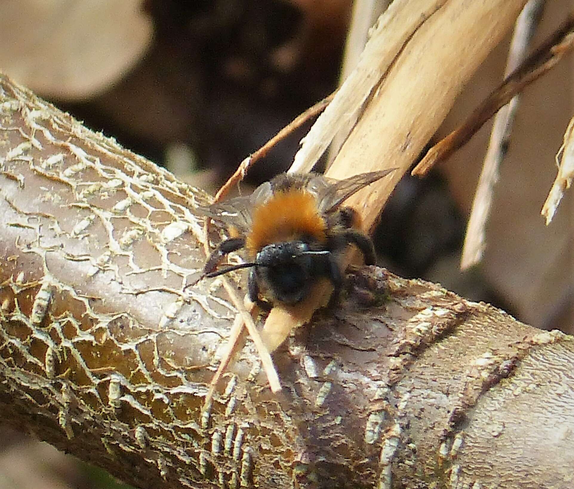 Image of Mining Bees