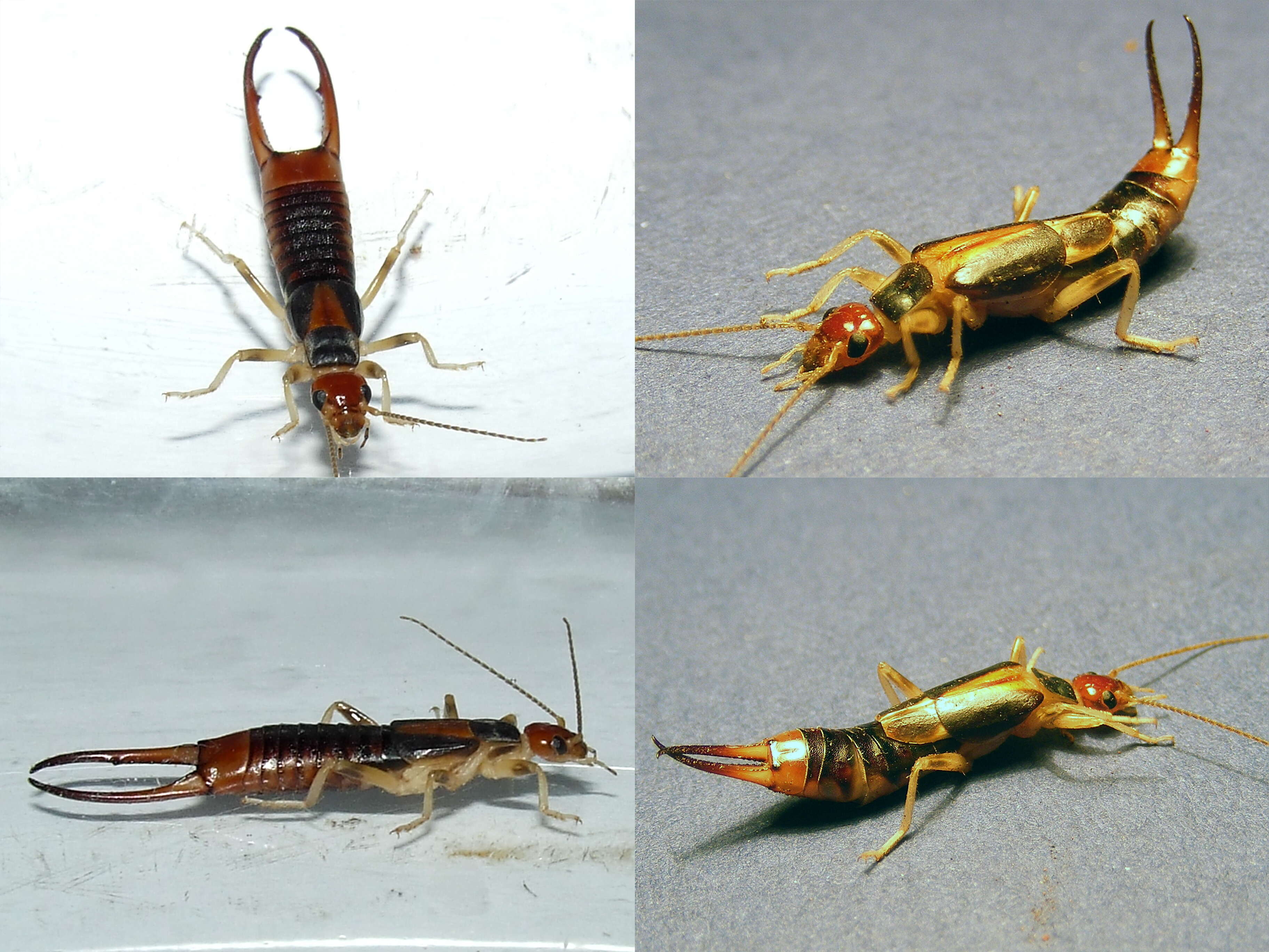 Image of Labiduroidea