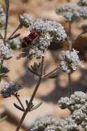 Image of Trichodes leucopsideus