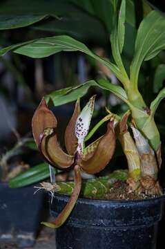 Image of Cycnoches loddigesii Lindl.