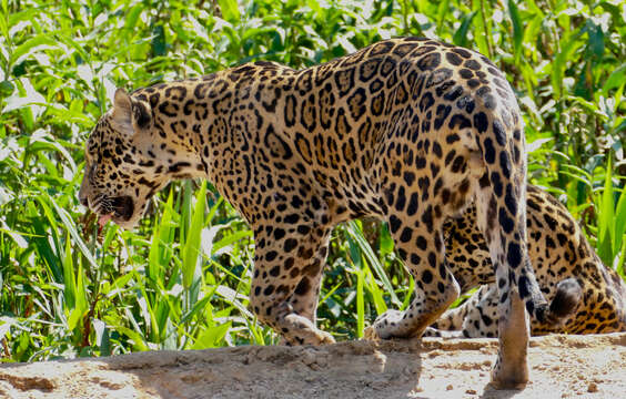 Image of Jaguar