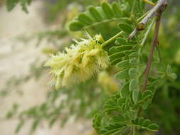 Image of catclaw acacia