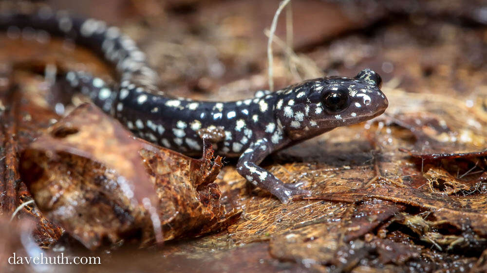 Image of Woodland salamander