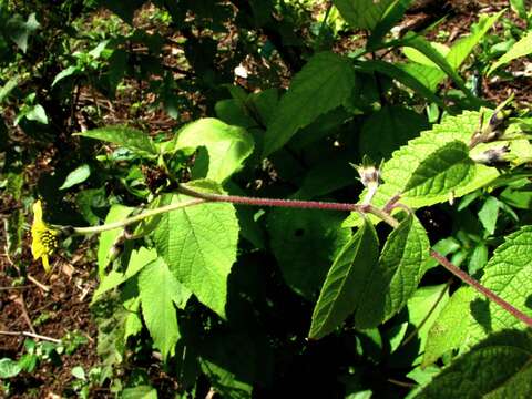 Image de Wollastonia fauriei (H. Lév.) Orchard