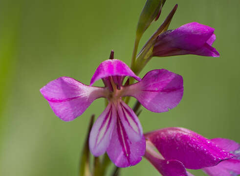 Image of Gladiolus imbricatus L.