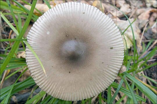 Image of Amanita vaginata (Bull.) Lam. 1783